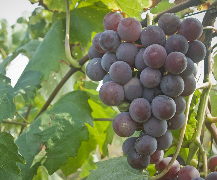 grapes on green vine