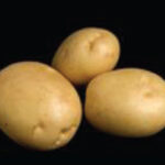 large oval tubers with smooth skin