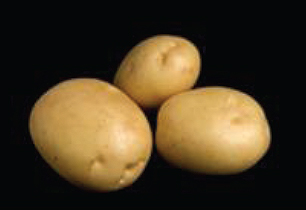 Algonquin potato